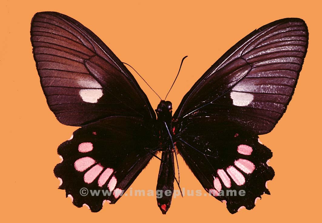 051-23b-Papillon???.jpg