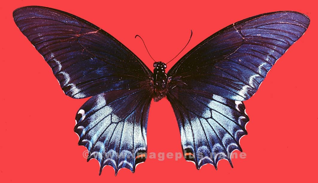 053-25a-Papilionidae.jpg