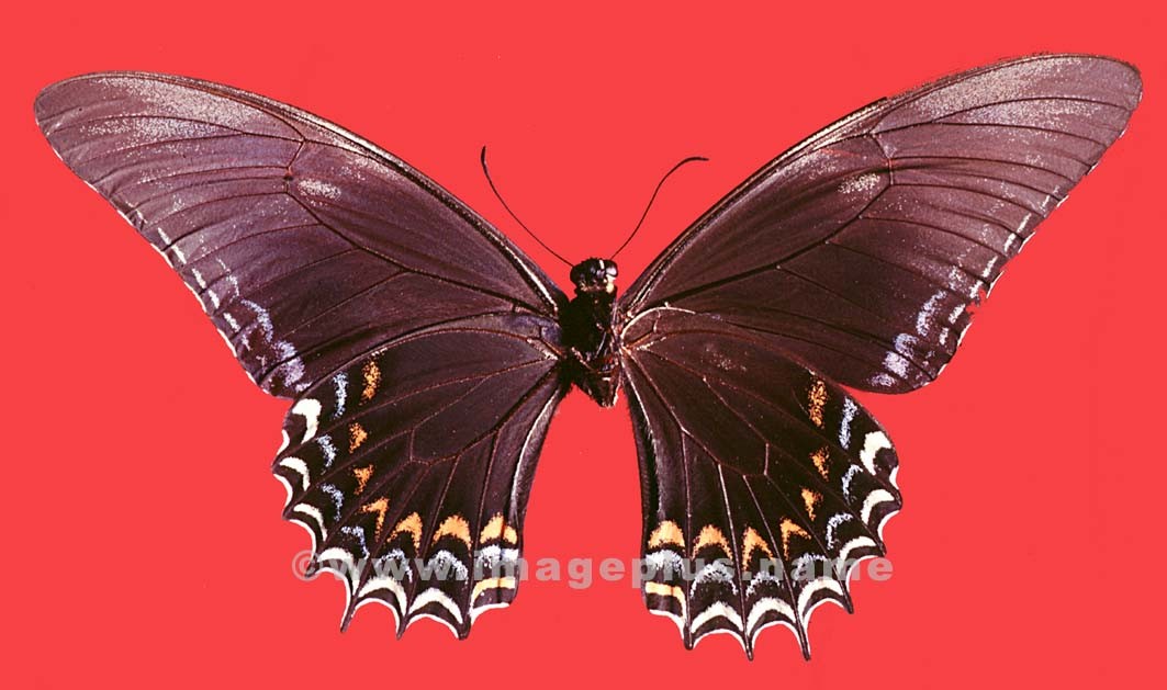 054-25b-Papilionidae.jpg