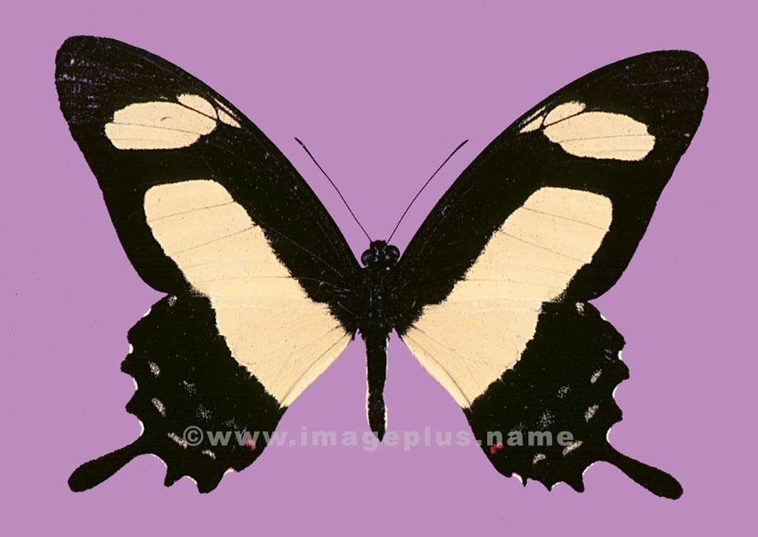 063-31a-Papilio Torquatus.jpg