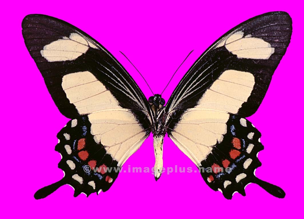 064-31b-Papilio Torquatus.jpg