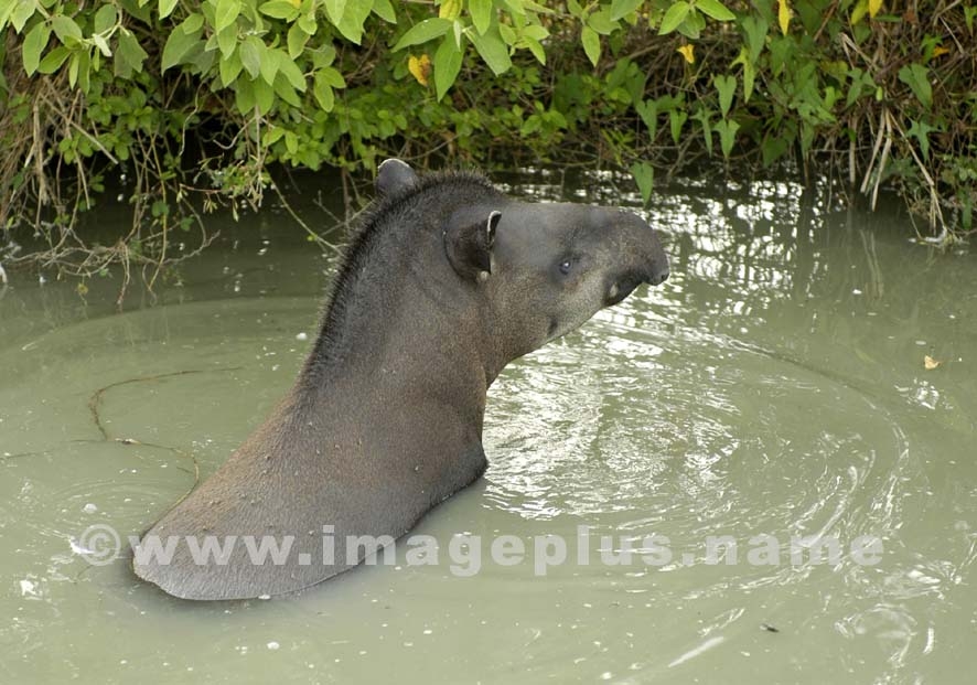 Tapir (Maïpouri) 001-A.jpg