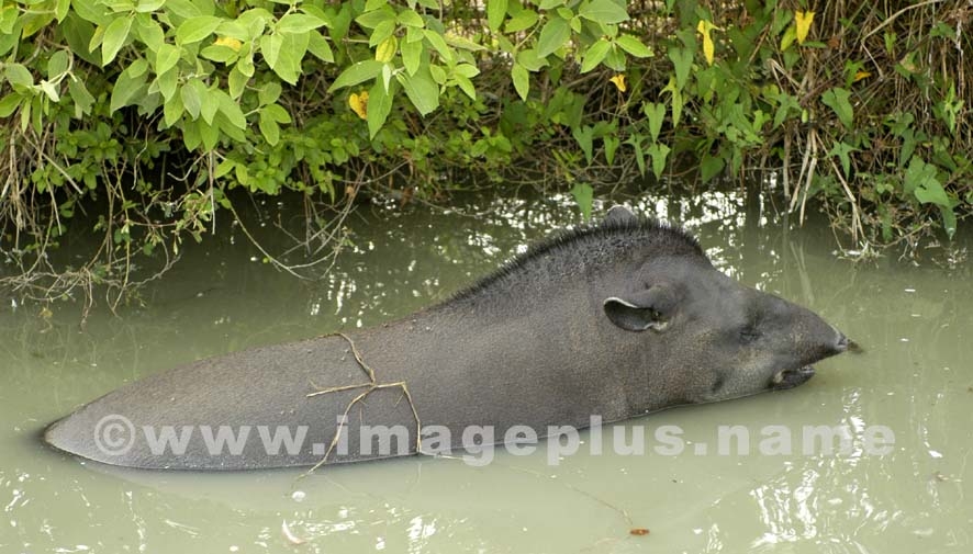 Tapir (Maïpouri) 002-A.jpg