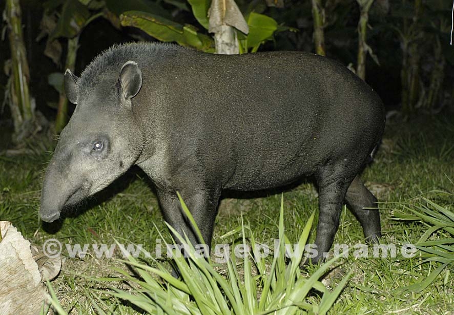 Tapir (Maïpouri) 003-A.jpg