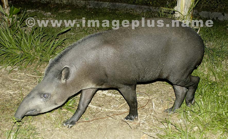 Tapir (Maïpouri) 004-A.jpg