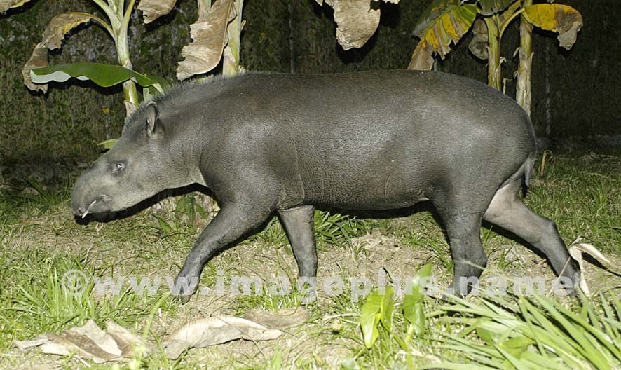 Tapir (Maïpouri) 005-A.jpg
