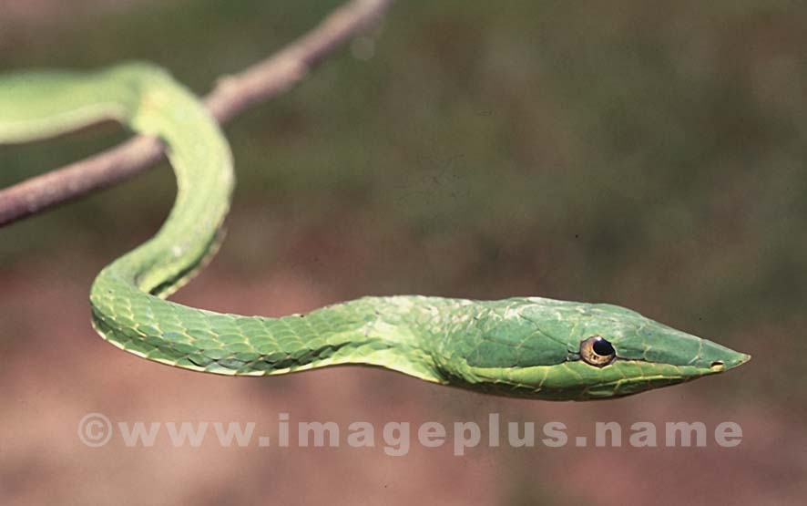 Serpent liane (oxybelis)01.jpg