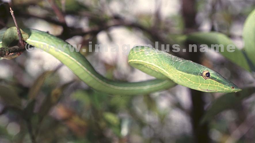 Serpent liane (oxybelis)02.jpg