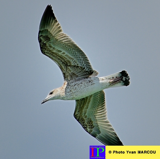 001-Mouette rieuse -2013-09-15 AA © Yvan Marcou