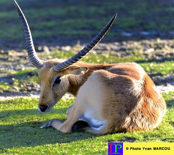 004-Antilope-2013-10-29 © Yvan Marcou