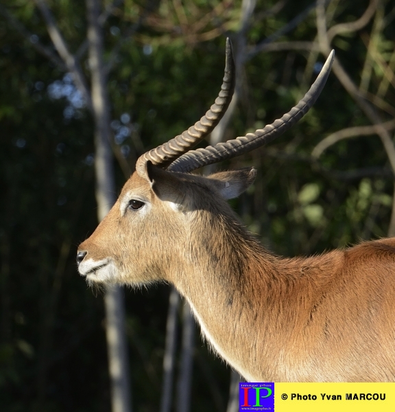 003-Antilope-2013-10-29 © Yvan Marcou