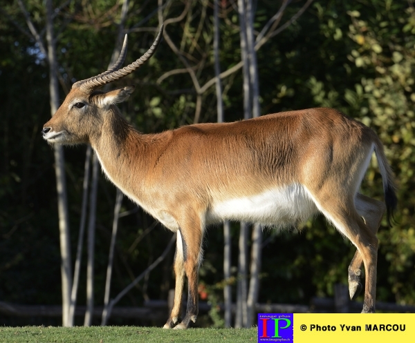 002-Antilope-2013-10-29 © Yvan Marcou