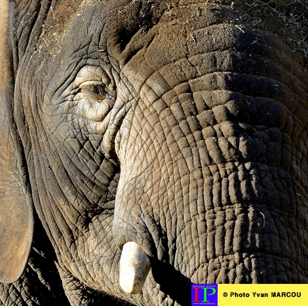 006-Elephant-2013-10-29 © Yvan Marcou