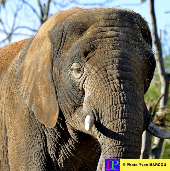 005-Elephant-2013-10-29 © Yvan Marcou