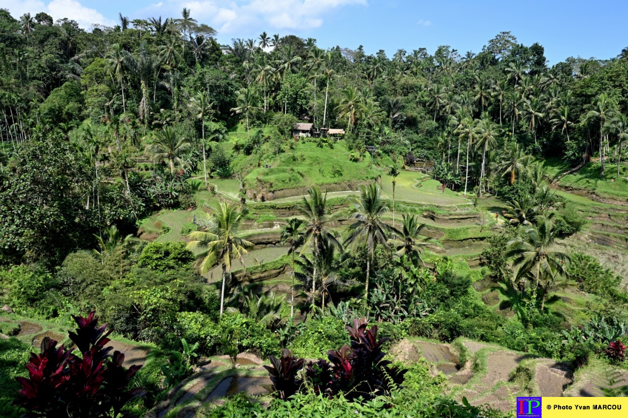 Abian Desa Rice Terrace-01-04-2025-31© Yvan MARCOU