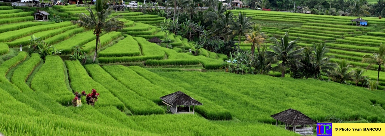 Jatiluwih risières-01-04-2025-10© Yvan MARCOU