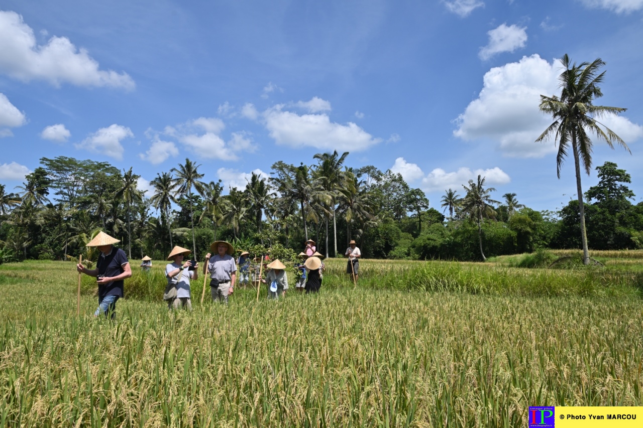 Plantation de riz-01-04-2025-34© Yvan MARCOU