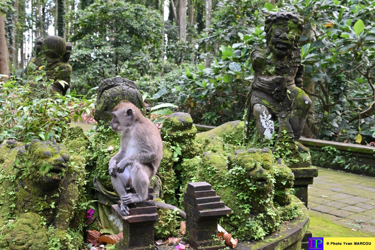 Sangeh-forêt des singes-01-04-2025-8© Yvan MARCOU