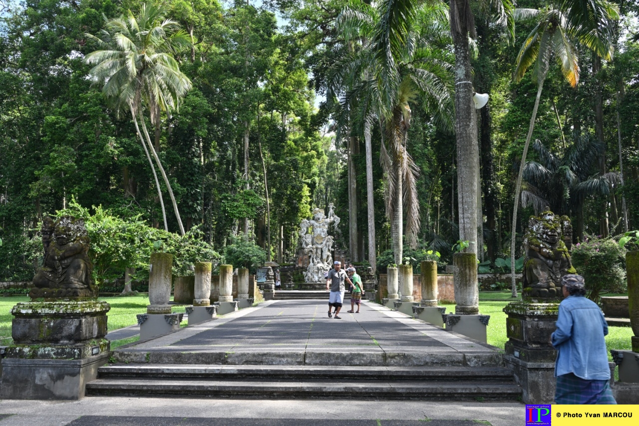 Sangeh-forêt des singes-01-04-2025-9© Yvan MARCOU