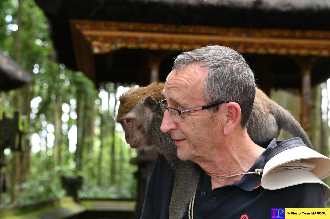 Sangeh-forêt des singes-01-04-2025-15© Yvan MARCOU