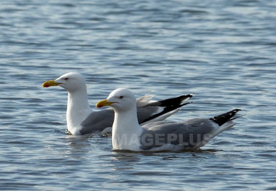 004-Goéland leucophée-Salagou-A.jpg