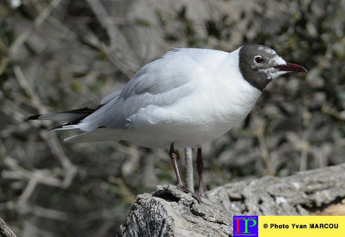 001-Mouette rieuse
