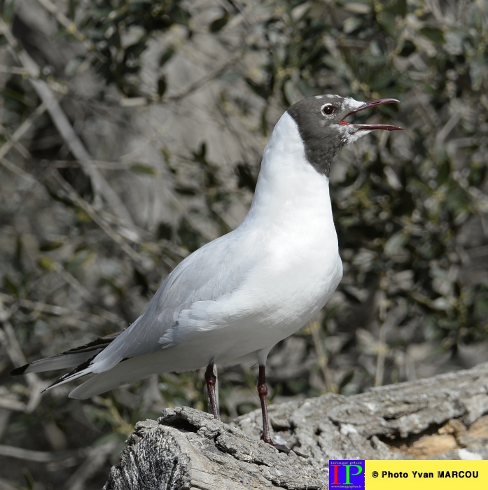 002-Mouette rieuse