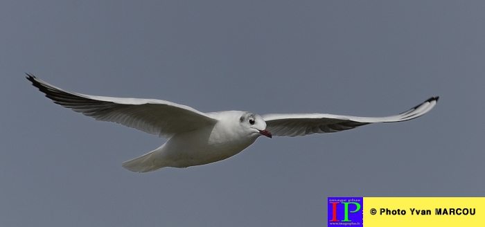 003-Mouette