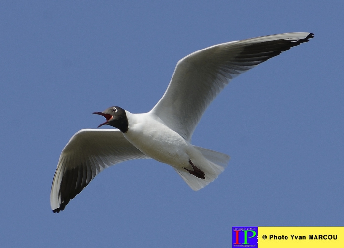 064-Mouette rieuse-2014-03-14 © Yvan Marcou