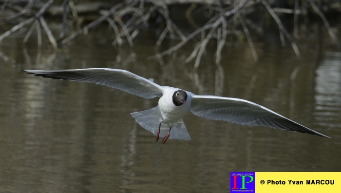067-Mouette rieuse-2014-03-14 © Yvan Marcou