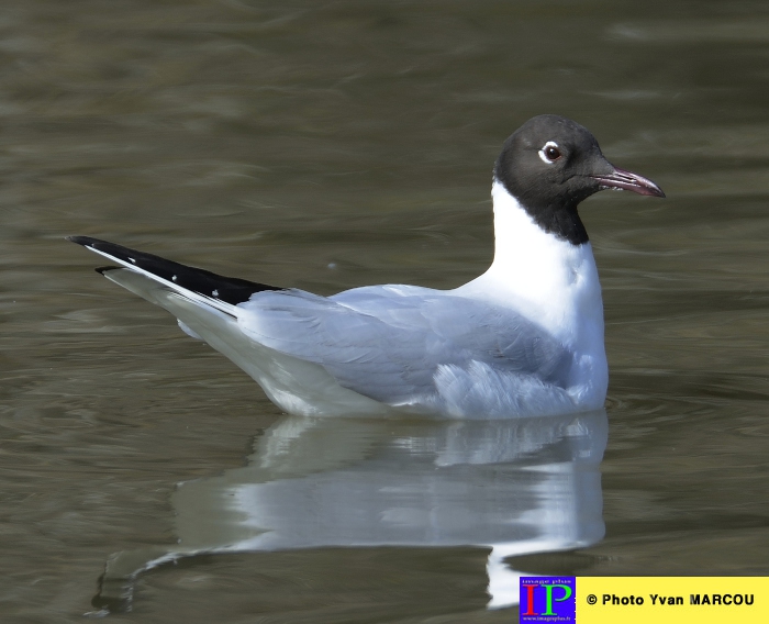 068-Mouette rieuse-2014-03-14 © Yvan Marcou