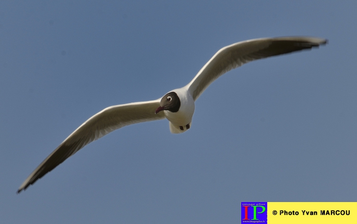 078-Mouette rieuse-2014-03-14 © Yvan Marcou