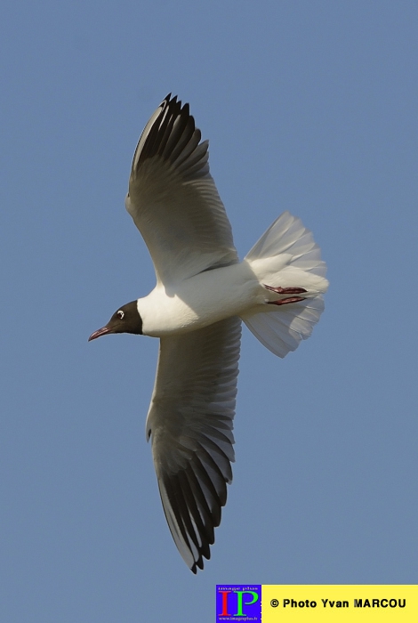 080-Mouette rieuse-2014-03-14 © Yvan Marcou