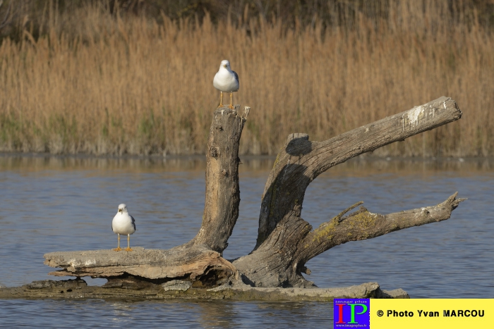 101-Mouette-2014-03-14 © Yvan Marcou