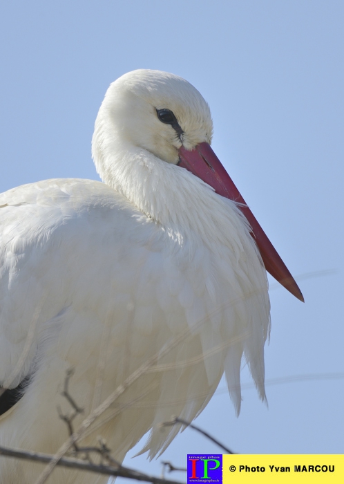 020-Cigogne-2014-03-14 © Yvan Marcou