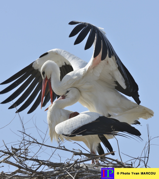 034-Cigogne-2014-03-14 © Yvan Marcou