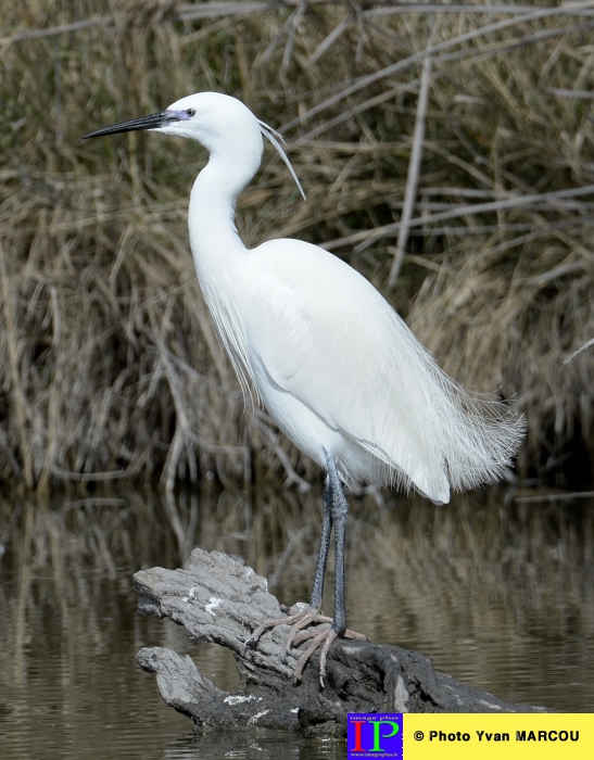 001-Aigrette gazrette