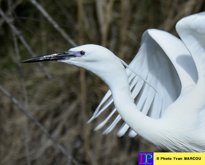 002-Aigrette garzette