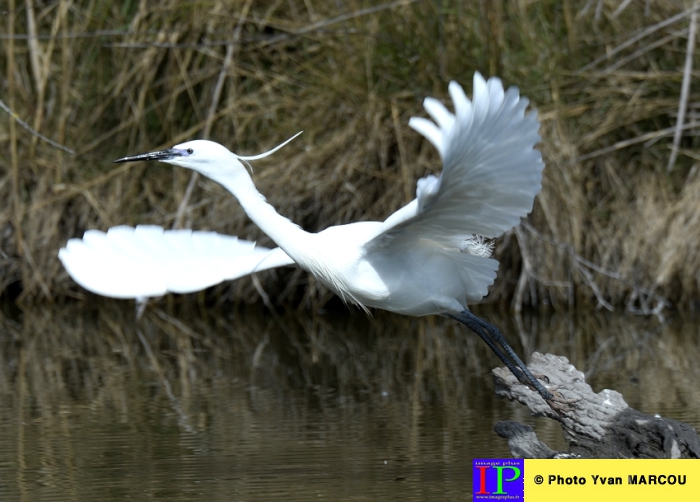 003-Aigrette garzette-BB