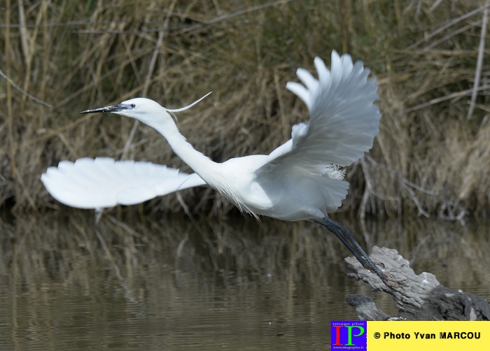 003-Aigrette garzette