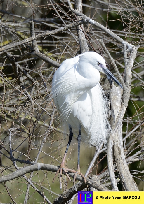 006-Aigrette garzette-2014-03-14 © Yvan Marcou