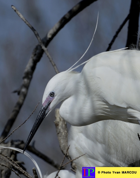048-Aigrette garzette-2014-03-14 © Yvan Marcou