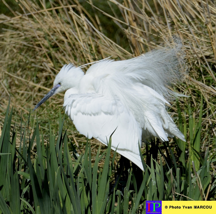 051-Aigrette garzette-2014-03-14 © Yvan Marcou
