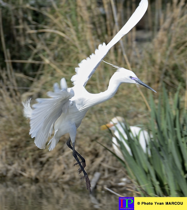 062-Aigrette garzette-2014-03-14 © Yvan Marcou