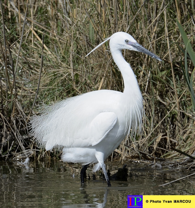 063-Aigrette garzette-2014-03-14 © Yvan Marcou