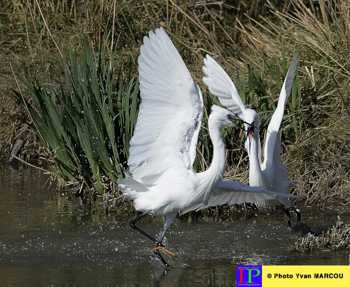 077-Aigrette garzette-2014-03-14 © Yvan Marcou
