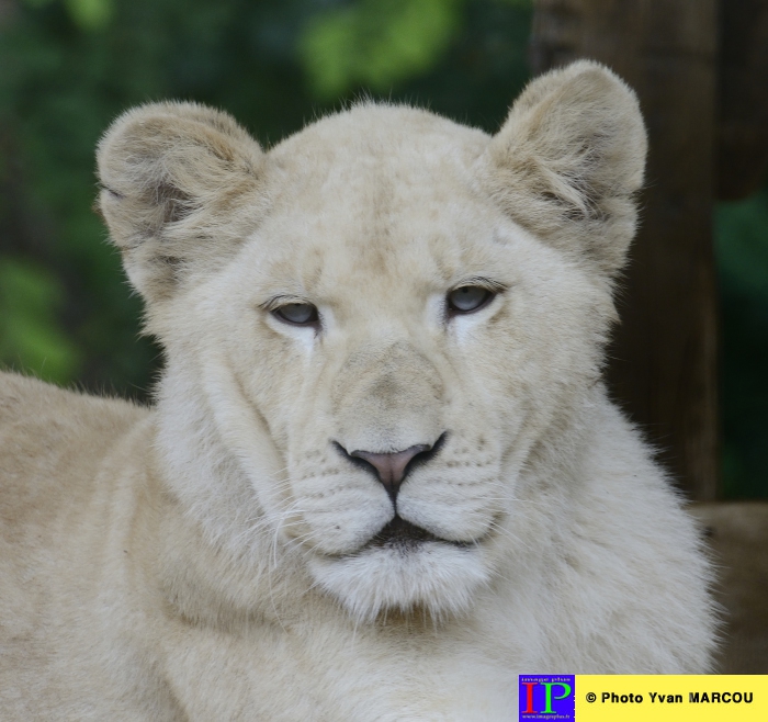 001-Lion blanc-2014-08-28 © Yvan Marcou