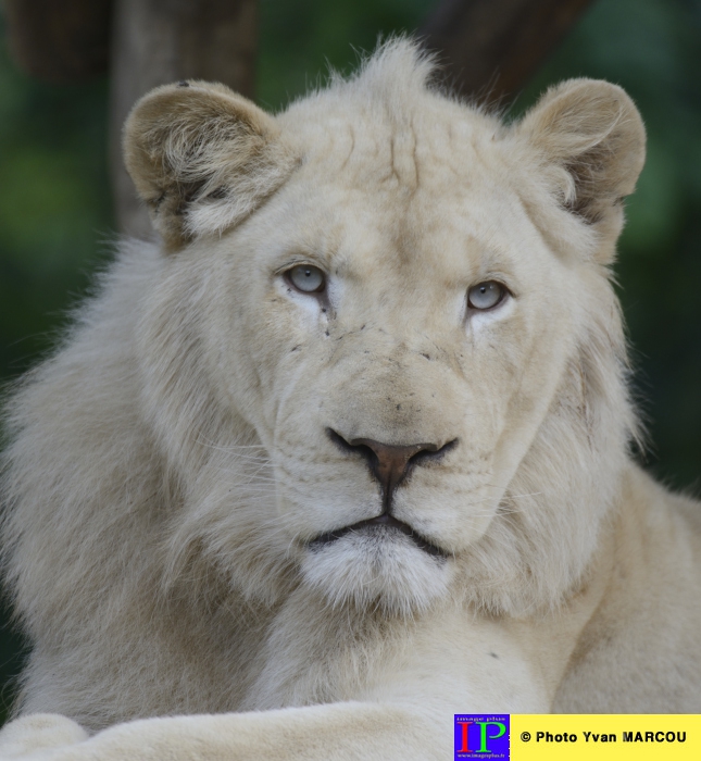 003-Lion blanc-2014-08-28 © Yvan Marcou