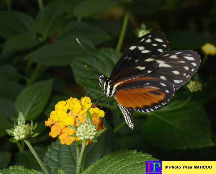 012-Ferme papillons-2014-08-25 © Yvan Marcou