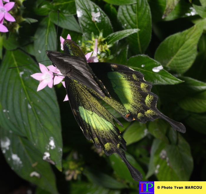 029-Ferme papillons-2014-08-25 © Yvan Marcou